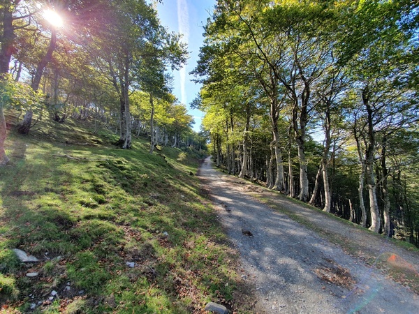 Beautiful autumn day when entering Spain through wood.