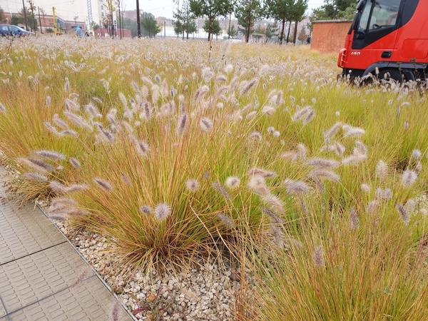 Day 10: Entering Burgos. Nice grass flowers. Not sure of their name. We have some in Denmark whose name translates into "Lamp Brush"