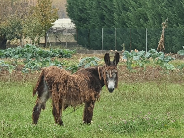 While looking for the camino outside Ponferrada, I came across this donkey who appeared to have never seen a hiker before