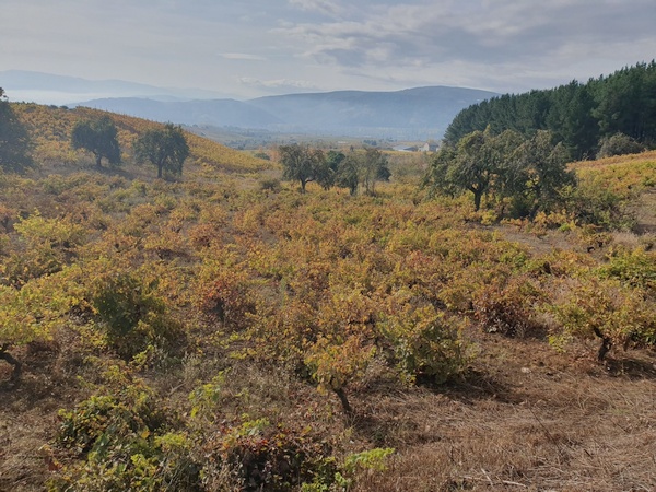 Later this morning the sun broke through and I got to experience these beautfiful wine fields near Villafranca del Bierzo. Still in the mountains and everything was so beautiful and solemn.