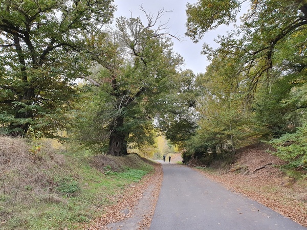 Road in Trabadelo. An old woman collecting chestnuts. Many people did this.
