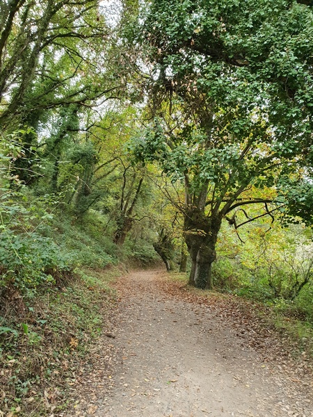 Walking through autumn forest just after Sarria