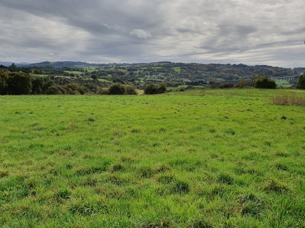 Beautiful green grass just after Sarria
