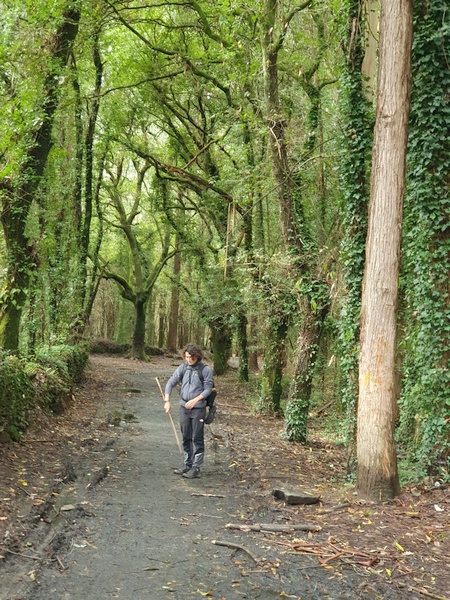 More Danish-like forest near O Pedrouzo.