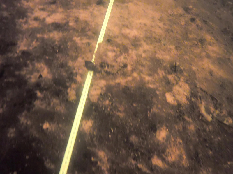 Swimming along the measurement tape