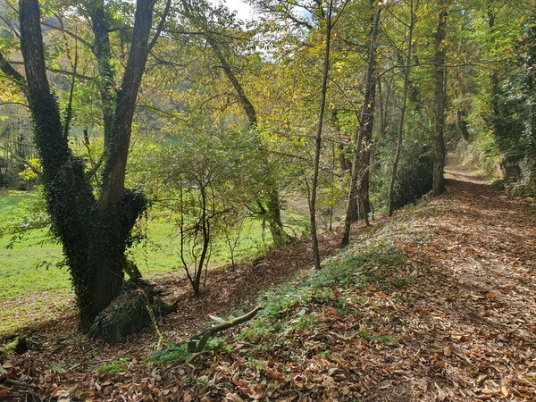 Could be a Danish forest in autumn. Close to Lastres.