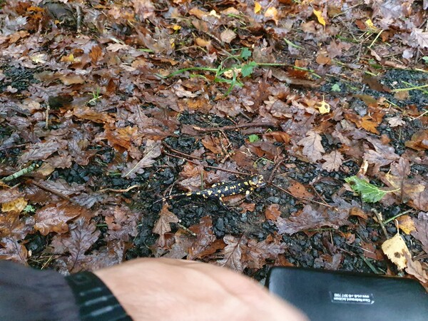 Colourful but poisoneous salamanders hiding in the leaves. Elia knew everything. So impressed by him.