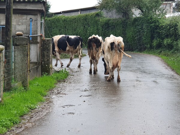A Calzada. The cows found their own way home from the fields.