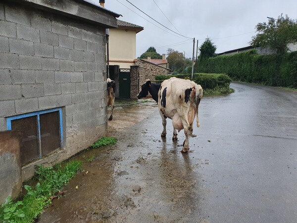 A Calzada. The cows found their own way home from the fields.