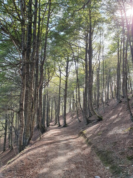 Downhill through wood into Spain towards Roncevalles.