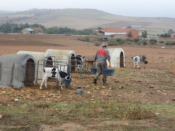 Day 18: Just outside Santibáñez de Valdeiglesias. A farmer feeding his calfs.