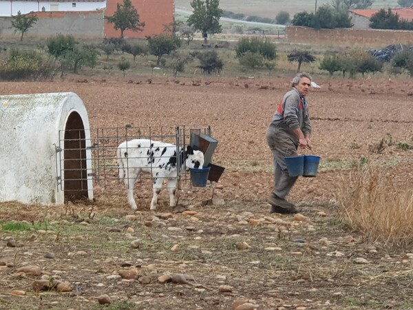 Day 18: Just outside Santibáñez de Valdeiglesias. A farmer feeding his calfs.
