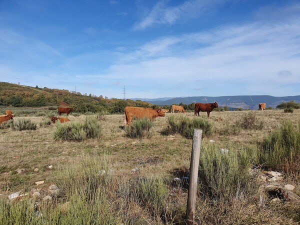 Mountain cows at Foncebadón